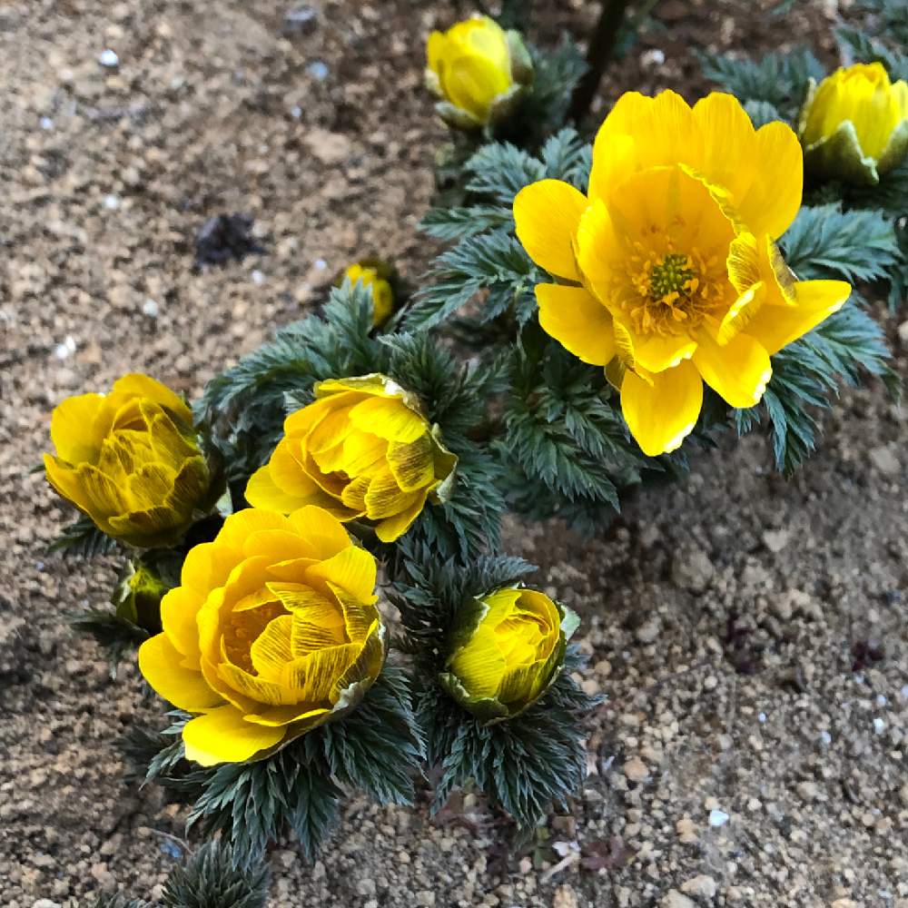 福寿草 花 言葉 福寿草の花言葉を良い意味と悲しい意味別に紹介