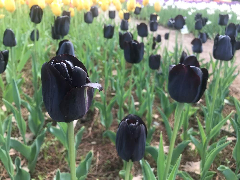 チューリップ ブラックチャームの投稿画像 By Flowershopassistさん 黒い花と チューリップと花畑 19月3月2日 Greensnap グリーンスナップ チューリップ ブラックチャームの投稿画像 By Flowershopassistさん 黒い花と チューリップと花畑 19月3月2日 Greensnap グリーンスナップ