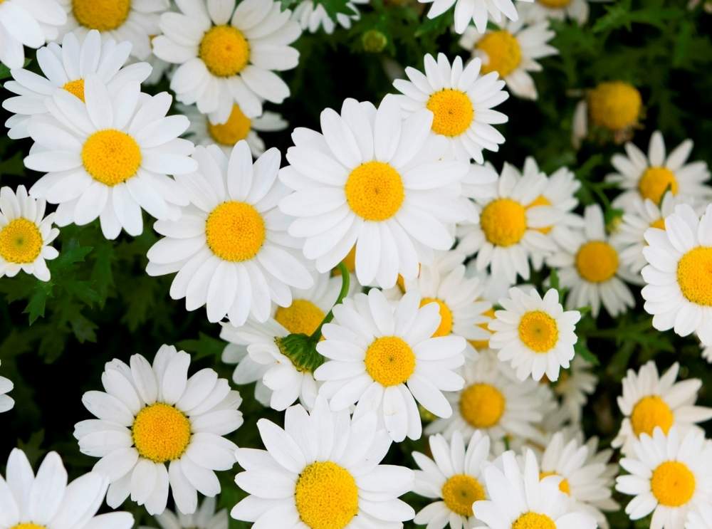 スノーポールの投稿画像 By Chacoさん スノーボールとノースポールと花のある暮らしと白い花と可愛い 19月3月3日 Greensnap グリーンスナップ