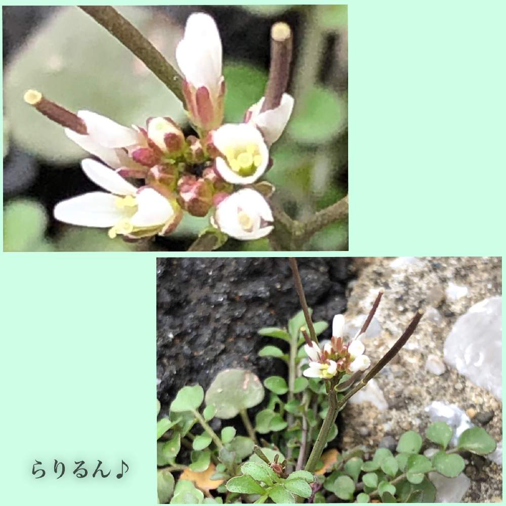 ミチタネツケバナの投稿画像 By らりるん さん 野の花と野草と山野草と外来種と根生葉とヨーロッパ原産とアブラナ科とロゼット状の葉 野草 と里山大好き協会とらり 野草 19月3月3日 Greensnap グリーンスナップ ミチタネツケバナの投稿画像 By らりるん さん 野の花と野草と山野草と外来種と根生葉とヨーロッパ原産とアブラナ科とロゼット状の葉 野草 と里山大好き協会とらり 野草 19月3月3日 Greensnap グリーンスナップ