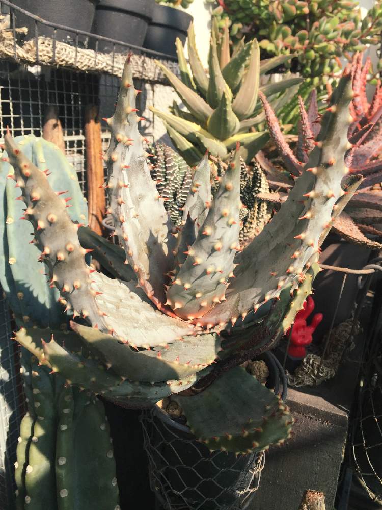 鬼切丸の投稿画像 By サムライ さん アロエ鬼切丸と多肉男子と観葉植物とgs映えとgs日和と植中毒と今日のお花と多肉植物とサボテンとタニラーと花のある暮らしとバルコニスト 19月3月3日 Greensnap グリーンスナップ