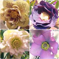 クリスマスローズ,鉢植え,実生,種から,花のある暮らしの画像