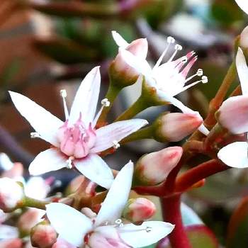 金のなる木 花の投稿画像一覧 Greensnap グリーンスナップ 金のなる木 花の投稿画像一覧 Greensnap グリーンスナップ