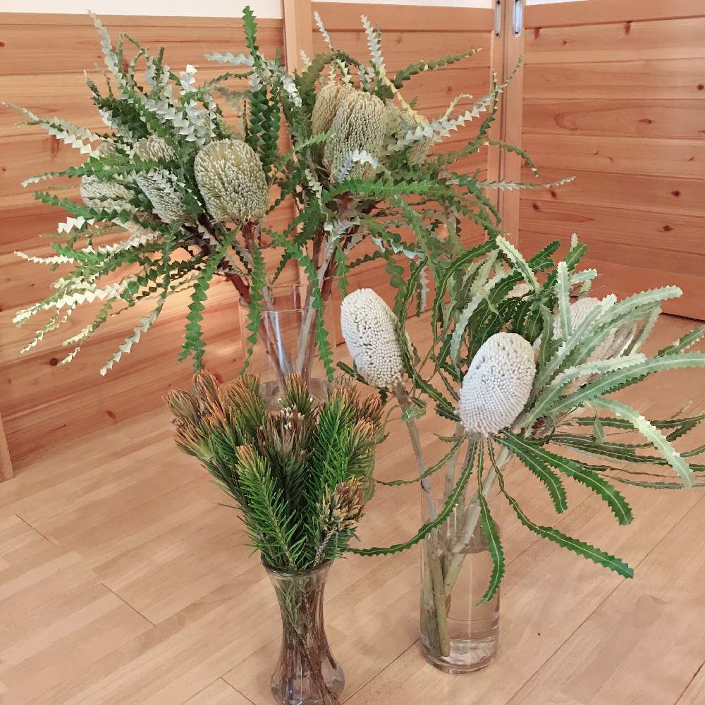 スペシオーサの投稿画像 By Littlegardenさん ネイティブプランツとレチアと花のある暮らしとオージープランツとネイティブフラワーと バンクシアとプリオノート 19月3月3日 Greensnap グリーンスナップ