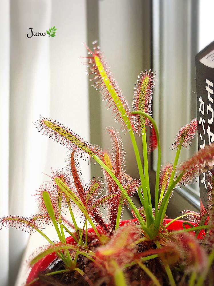 モウセンゴケの投稿画像 By Junoさん モウセンゴケ カペンシスとno Green No Lifeとモウセンゴケ類と食虫植物 モウセンゴケと食虫植物 19月3月3日 Greensnap グリーンスナップ