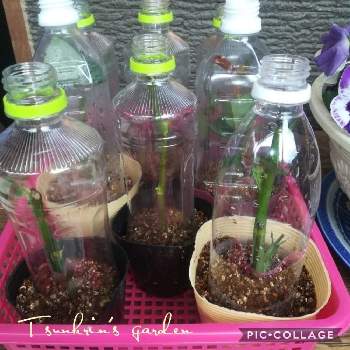 ペットボトル温室の投稿画像一覧 greensnap グリーンスナップ