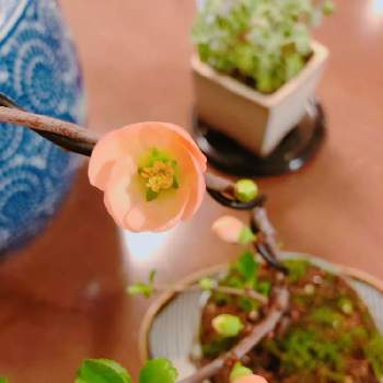 苔の画像 by cokeさん | 窓辺と苔と和風と日本の伝統と『早春に咲いた花』フォトコンテストと今日のお花と花のある暮らしと春到来！