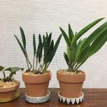 五島園芸の一覧 Greensnap グリーンスナップ