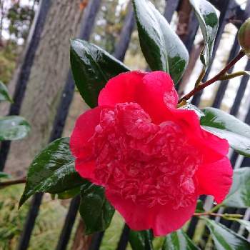 南蛮紅の画像 by shizukさん | お出かけ先と南蛮紅とナンバンベニとツバキとナンバンコウと目黒区とこんな花が！