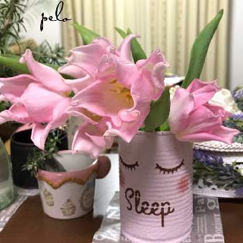 クラウンオブダイナスティの投稿画像一覧 Greensnap グリーンスナップ