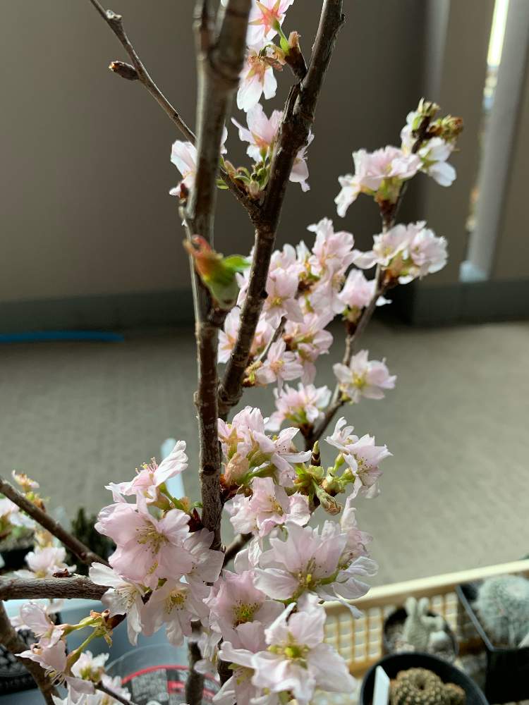 バルコニー ベランダの投稿画像 By さおりさん さくら 桜 サクラと啓翁桜の切り花とさくら 桜 サクラと啓翁桜の切り花 19月3月3日 Greensnap グリーンスナップ Greensnap グリーンスナップ