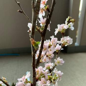 啓翁桜の切り花の投稿画像一覧 Greensnap グリーンスナップ