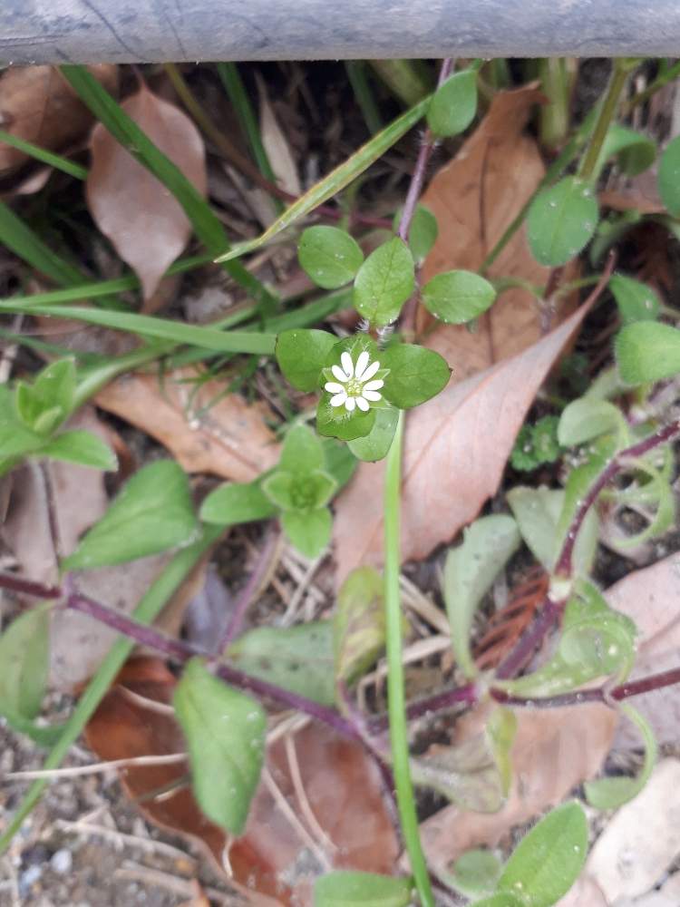 ハコベの投稿画像 By あきら3さん 雑草と小さい花と春だなあと白い花 19月3月3日 Greensnap グリーンスナップ