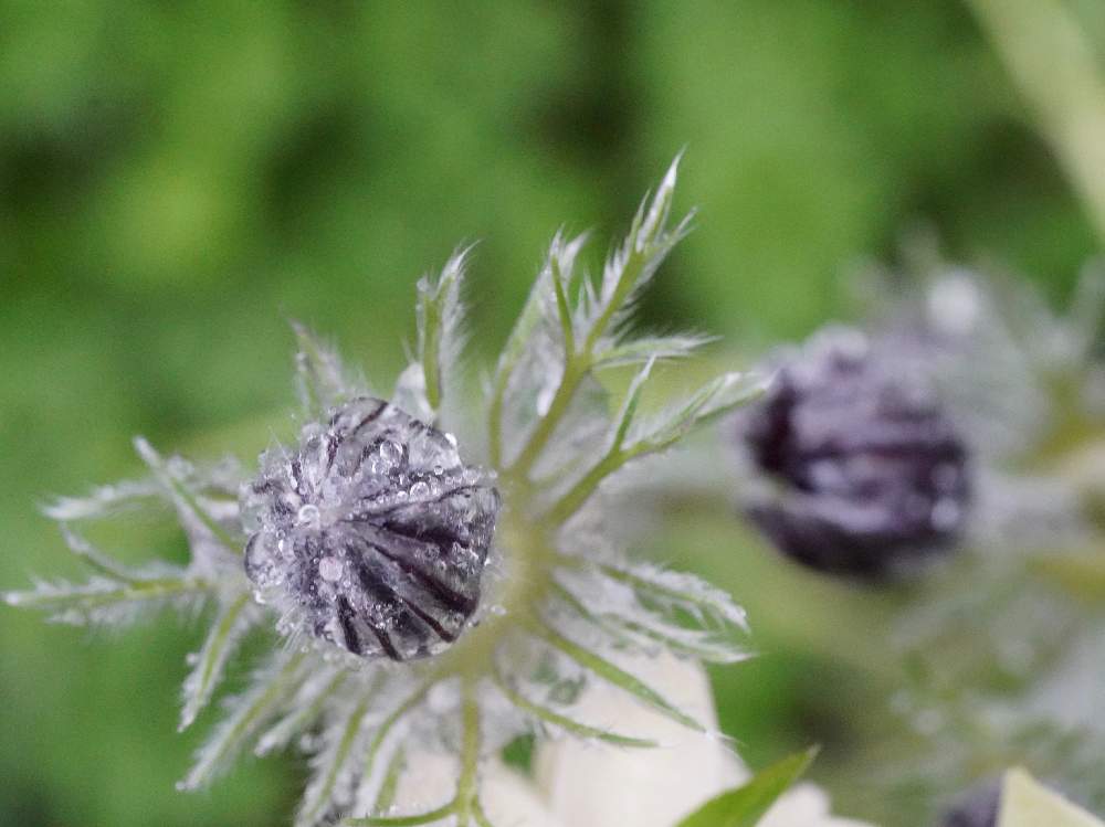 三月のお庭 春雨じゃないよ春の雨 Greensnap グリーンスナップ 三月のお庭 春雨じゃないよ春の雨 Greensnap グリーンスナップ