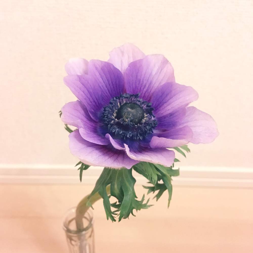 アネモネの投稿画像 By Nyatsu さん 花のある暮らしと一輪の花と初心者です 19月3月4日 Greensnap グリーンスナップ