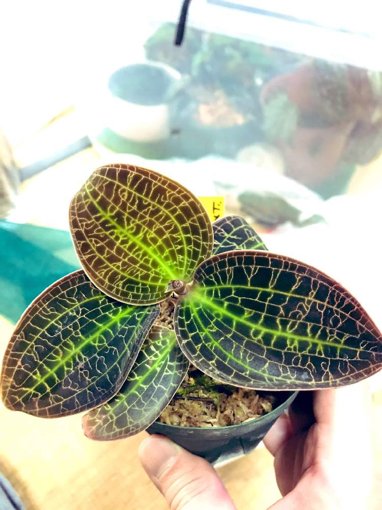 ジュエルオーキッドドッシニアマルモラータ