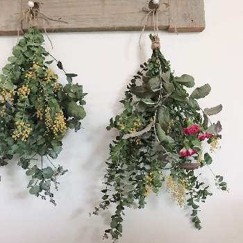 ユーカリブルーガムの投稿画像一覧 Greensnap グリーンスナップ