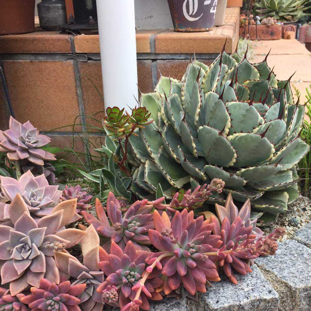 吉祥冠錦の植え替え｜🍀GreenSnap（グリーンスナップ）