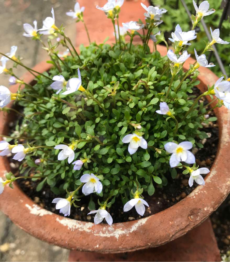 ヒナソウの投稿画像 By のりこさん 小さな庭と花のある暮らしとガーデニングと山野草と青い花と花のある暮らしとガーデニングと山野草と青い花 19月3月4日 Greensnap グリーンスナップ Greensnap グリーンスナップ