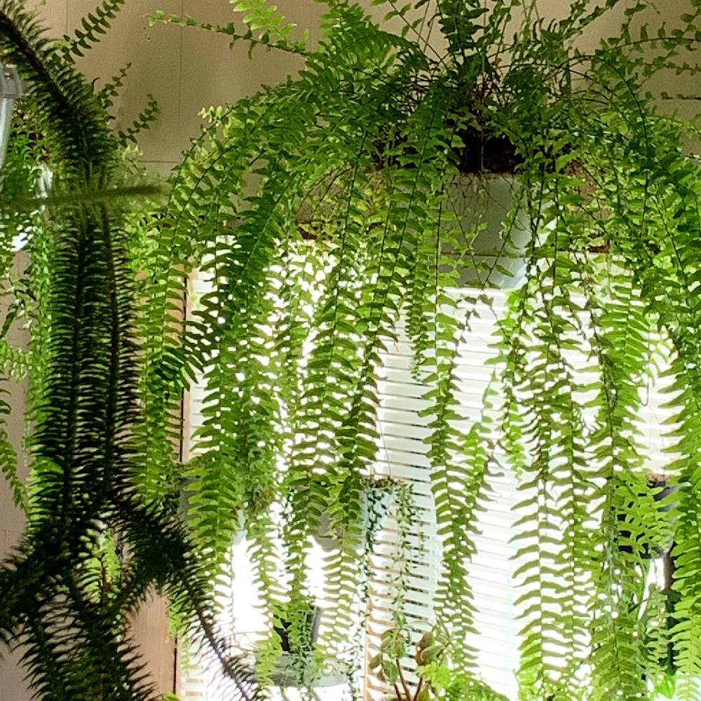シダ植物の投稿画像 By いくこさん 観葉植物 2019月3月4日 Greensnap グリーンスナップ