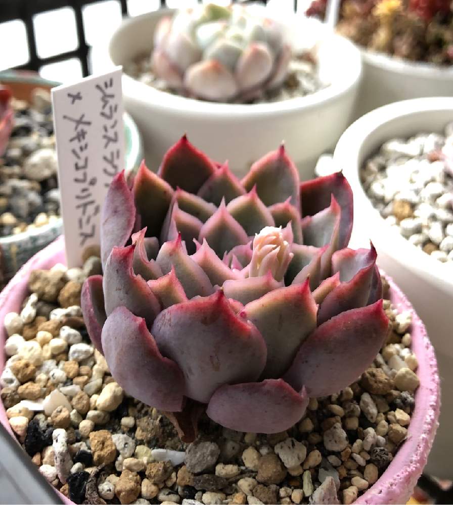 札付き　シムランスラグナサンチェス × チワワエンシスイェコラ (爪) 多肉植物 チワワエンシスイエコラ×シムランスラグナサンチェス