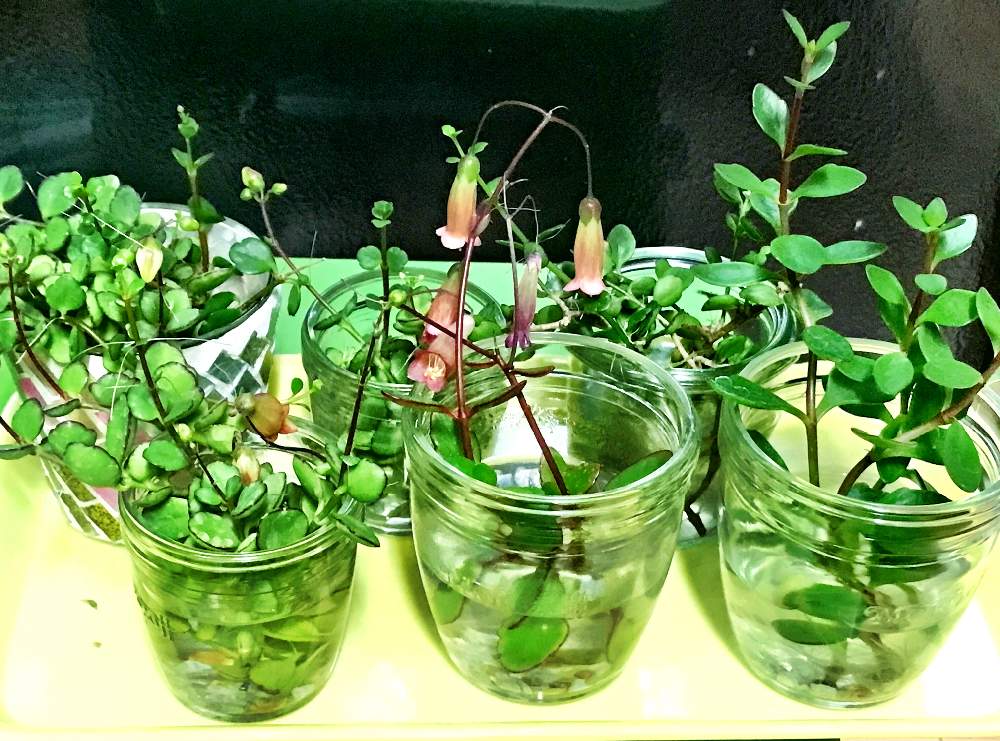 カランコエフィフィ の投稿画像 By りりさん カランコエ エンゼルランプとカランコエ シャンデリアと多肉植物と水挿しとカランコエ シャンデリア と発根と多肉女子と挿し穂とタニラーとカランコエ属と大事に育てたいと花のある暮らしとカランコエフィフィと