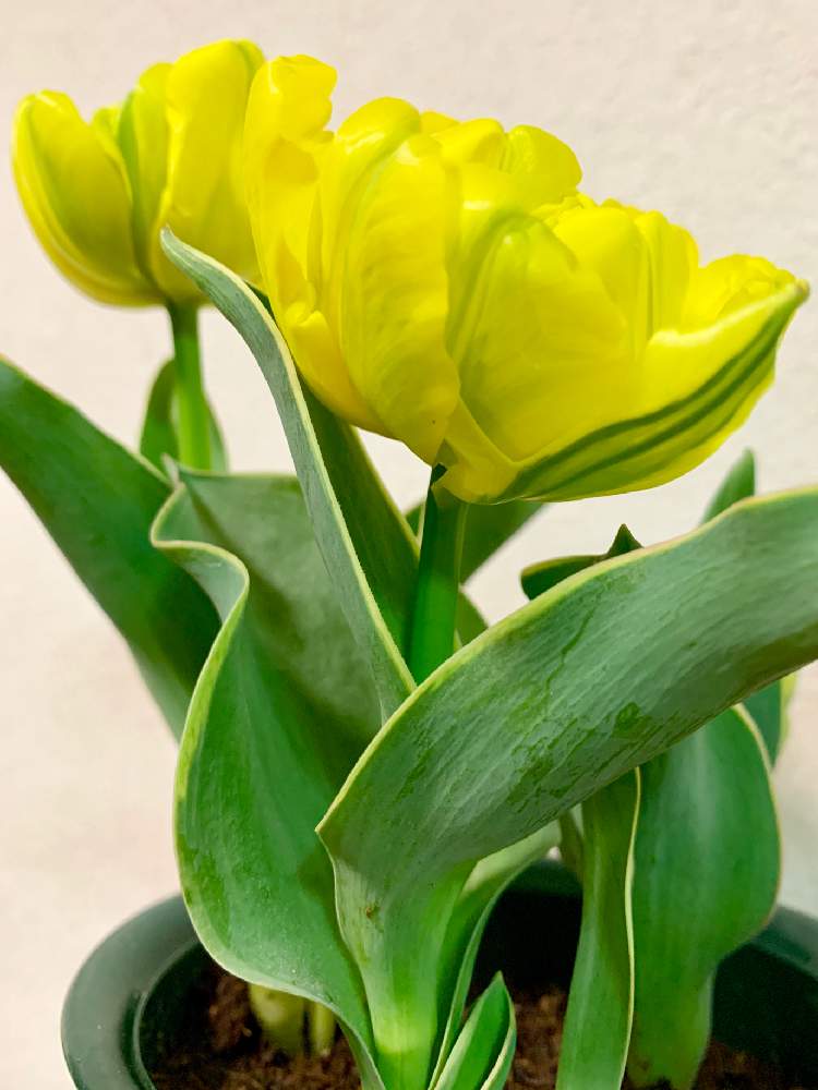 チューリップの投稿画像 By あじさいさん 黄色い花と斑入り葉っぱとカリメロ とミニサイズ 19月3月4日 Greensnap グリーンスナップ