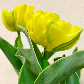 カリメロ の投稿画像一覧 Greensnap グリーンスナップ