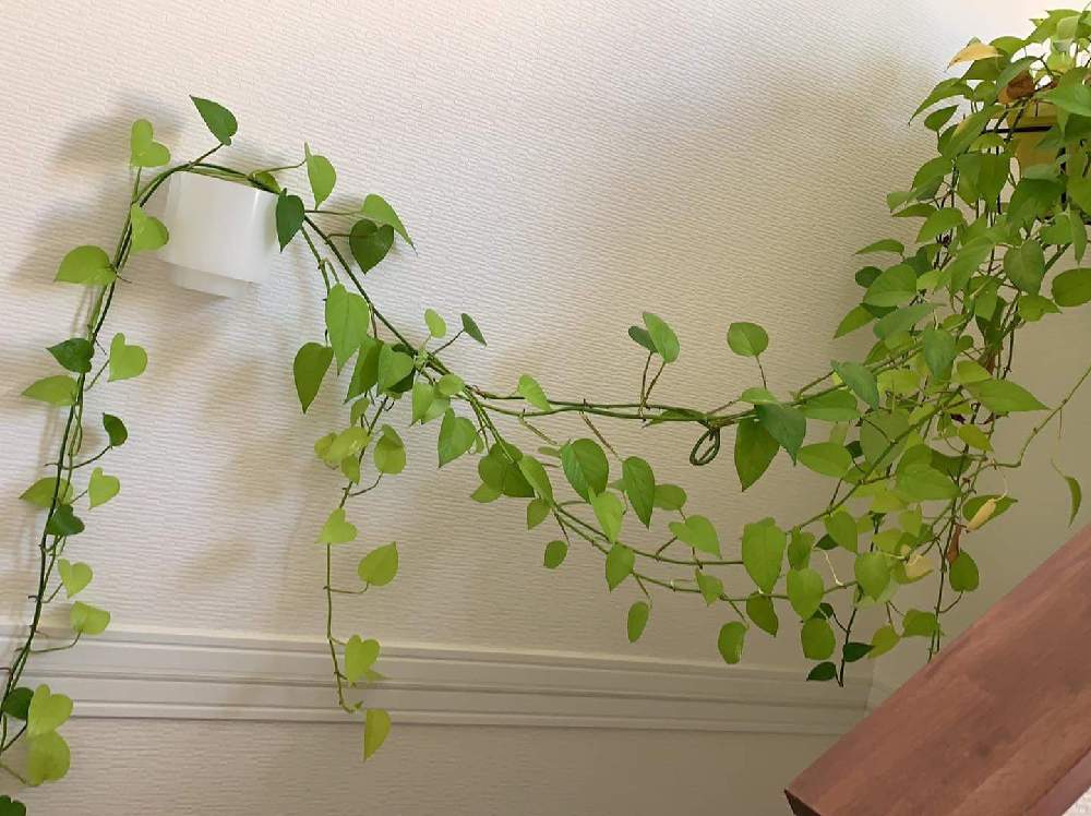 Pothos Spの投稿画像 By Ushkaceさん お部屋の観葉植物コンテスト 19月3月5日 Greensnap グリーンスナップ