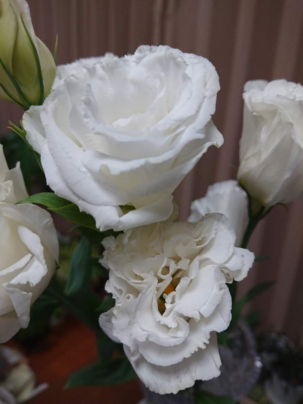 トルコキキョウ　白い花