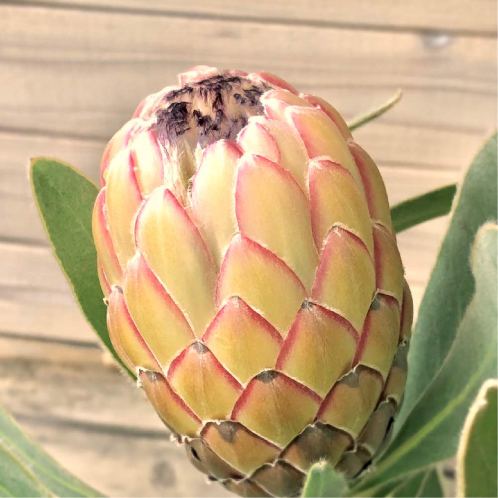 プロテア スサラの投稿画像 By Coma0626jpさん プロテアスサラとプロテアとオーストラリアンプランツとプロテア属と南アフリカ原産と南半球ワイルドフラワーとヤマモガシ科とネイティブプランツとオーストラリアとオーストラリア ネイティヴプランツと花のある暮らしと