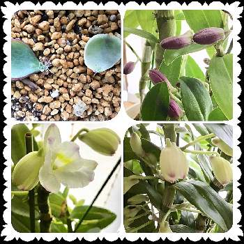 グレートウェイブラッキードラゴンの投稿画像一覧 Greensnap グリーンスナップ