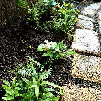 北側の小さな庭の投稿画像一覧 Greensnap グリーンスナップ