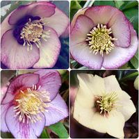 クリスマスローズ,地植え,かわいいな♡,花のある暮らし,名無しさん。の画像