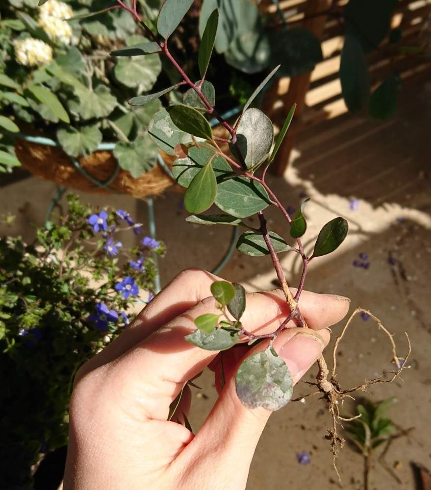 ユーカリ ポポラスの投稿画像 By みそしるさん ユーカリ ポポラス好きとノンフィルターとユーカリの木とよだれ Q と発根とユーカリ と花のある暮らしとベランダ菜園とかわいいな と植物を愛でる 19月3月5日 Greensnap グリーンスナップ