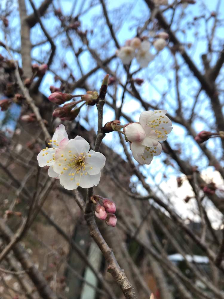 サクランボの木の投稿画像 By Mahoさん 実がなる木と大好きな植物と 早春に咲いた花 フォトコンテストとマイガーデンと3月と大好きな花と花のある暮らし 19月3月5日 Greensnap グリーンスナップ