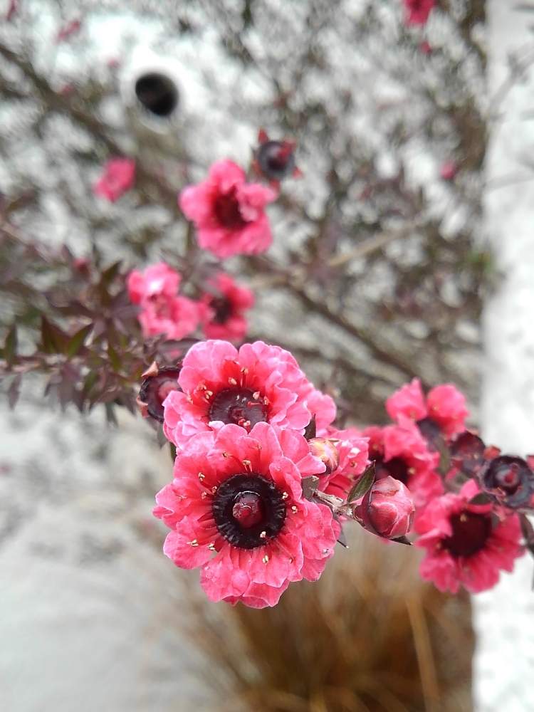 ギョリュウバイの投稿画像 By せつ工房さん 19月3月5日 Greensnap グリーンスナップ