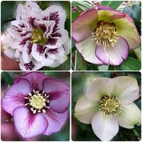 クリスマスローズ,地植え,かわいいな♡,花のある暮らし,名無しさん。の画像