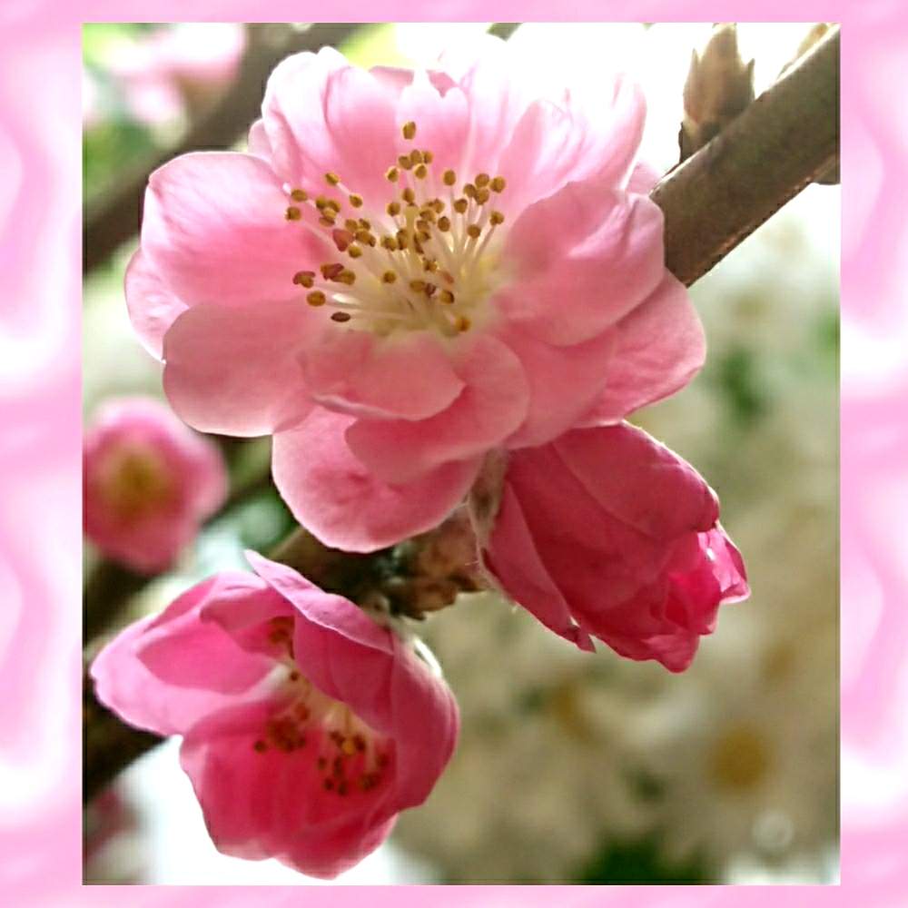 可愛い花 の投稿画像 By マミさん 桃の花 と花のある暮らしとバラと夢club 19月3月5日 Greensnap グリーンスナップ