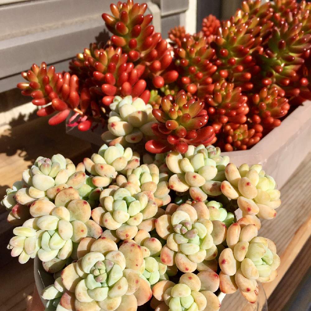 ロッティの投稿画像 By どら猫さん 虹の玉とセダム属と多肉植物と紅葉する多肉ともりもり多肉と多肉丼 と癒しと多肉大好きとセダム属と多肉植物と紅葉する多肉ともりもり多肉と多肉丼と癒しと多肉大好き 19月3月5日 Greensnap グリーンスナップ Greensnap