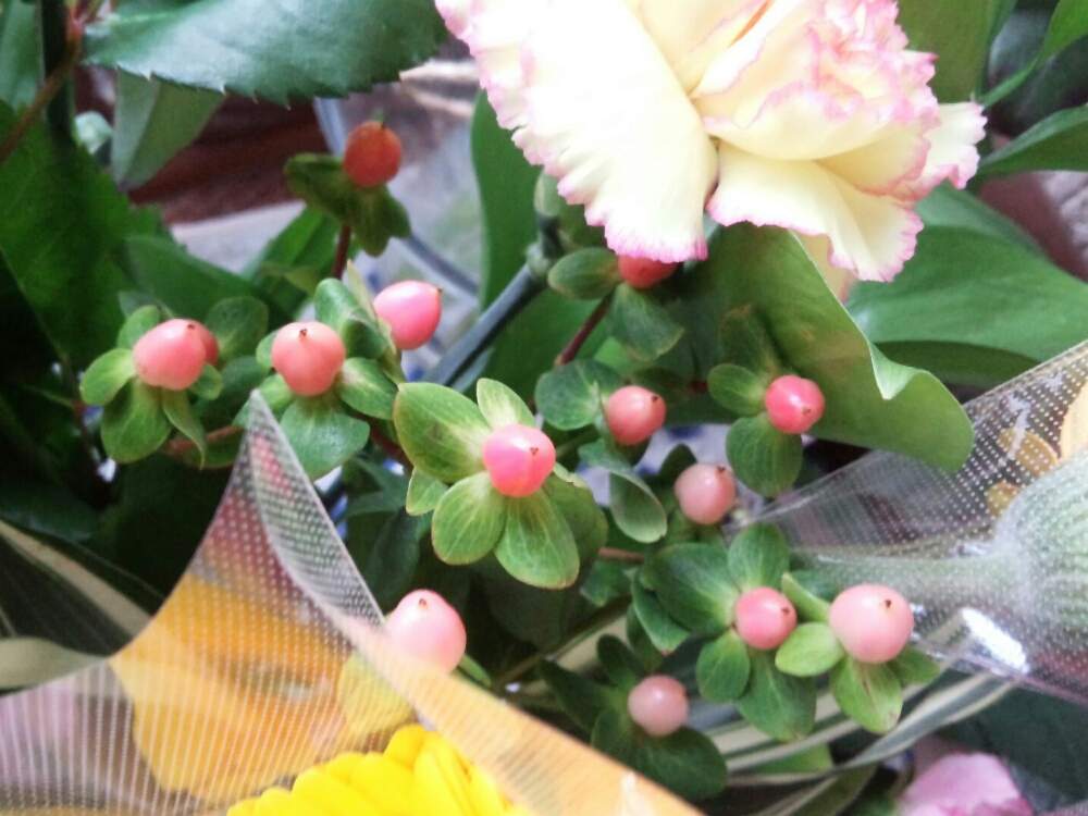 ヒペリカムピンク色 の投稿画像 By うさぎさん 花のある暮らしと癒し系と春がきた 2019月3月6日 Greensnap グリーンスナップ