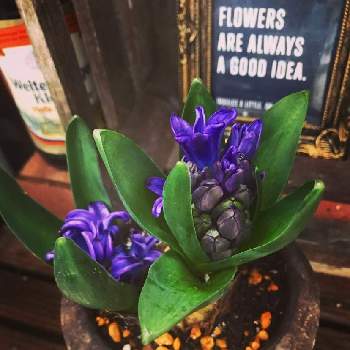 ヒヤシンス ブルートロフィーの投稿画像一覧 Greensnap グリーンスナップ