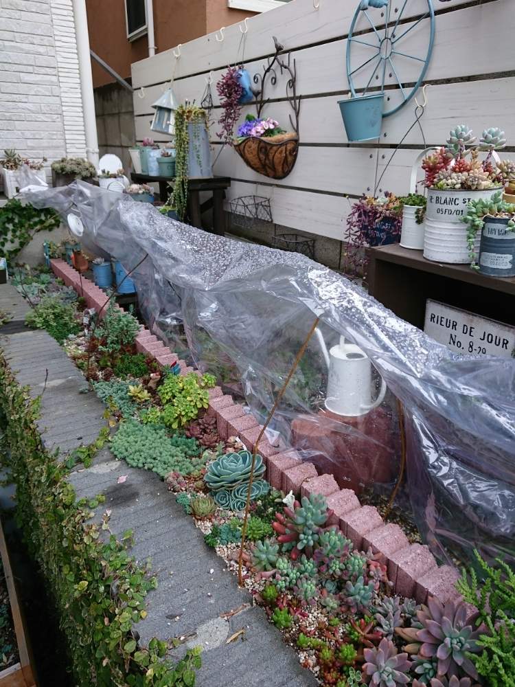 地植え多肉花壇作りと雨よけシートについて Greensnap グリーンスナップ