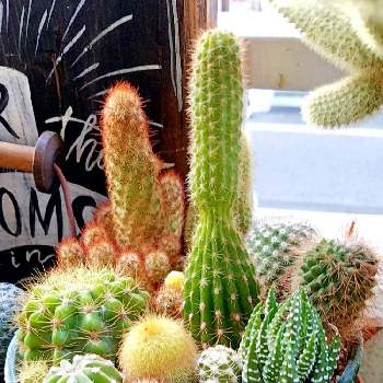 lovecactusの画像 by おね蔵さん | HTCとサボテン科とうちのベランダと多肉大好きとわが家の多肉スペースと棘棘会とおね蔵シャボテンgardenとno green no lifeと今日の一枚とサボテンの寄せ植えとlove cactusとlovecactusとおね蔵gardenとHTC №71と棘中毒とバルコニスト
