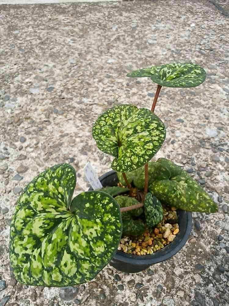 美写紋の一覧｜🍀GreenSnap（グリーンスナップ）