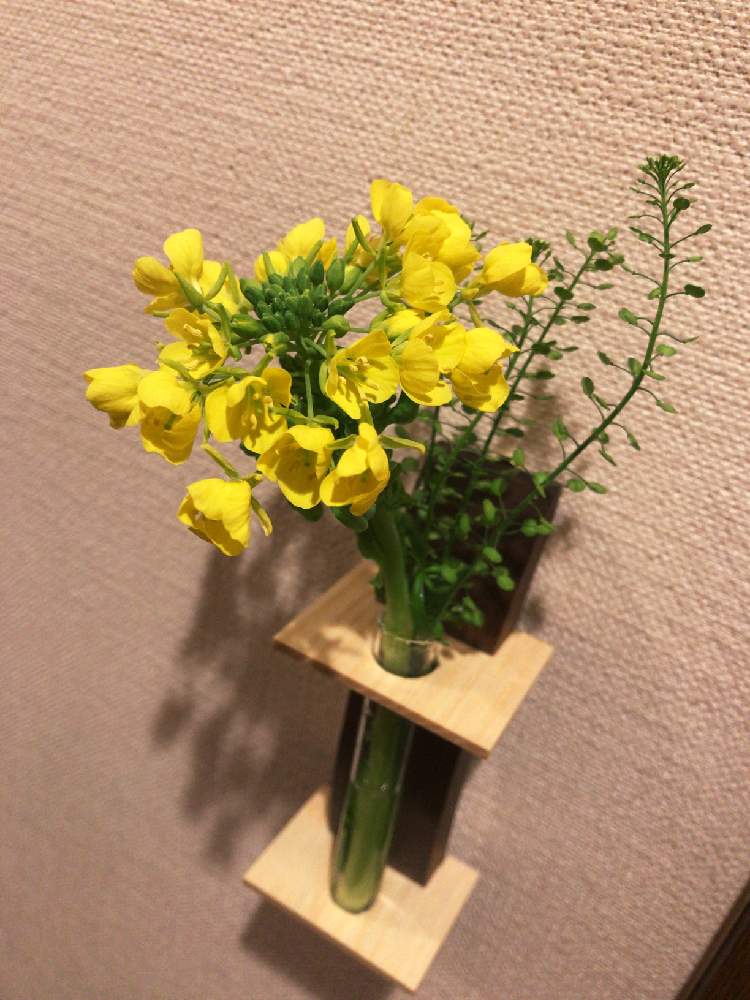 菜の花の投稿画像 By 犬丸さん ナズナと花のある暮らしと切り花と一輪挿し 19月3月6日 Greensnap グリーンスナップ
