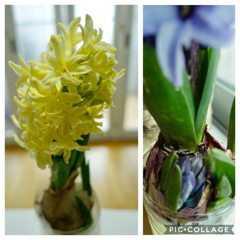 ヒヤシンスの投稿画像 By みなとの風さん ヒヤシンス水栽培とヒヤシンス蕾と植物の力とgs映えと花のある暮らし 19月3月6日 Greensnap グリーンスナップ ヒヤシンスの投稿画像 By みなとの風さん ヒヤシンス水栽培とヒヤシンス蕾と植物の力とgs映えと花のある暮らし 19月3月6日 Greensnap グリーンスナップ