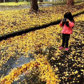 落ち葉遊びの画像 by 花と陽さん | 広い庭とハート♡ハートと落ち葉遊び
