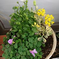 カンパニュラ,コロニラ バレンティナ バリエガータ,オキザリス・オックスローズ,花のある暮らし,植物大好きの画像