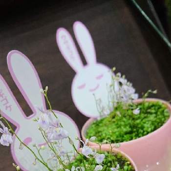 ウサギに似た花の投稿画像一覧 Greensnap グリーンスナップ